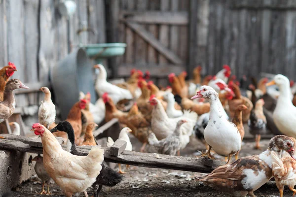 Gansos e frango na fazenda — Fotografia de Stock
