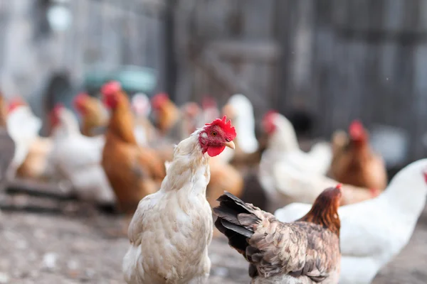 Gansos e frango na fazenda — Fotografia de Stock