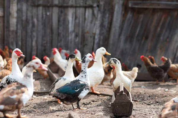 Ganzen en kip op de boerderij — Stockfoto