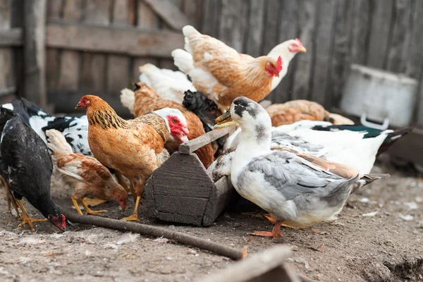 Gansos y pollo en la granja — Foto de Stock