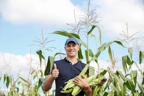 Recolección de maíz en el campo — Foto de Stock