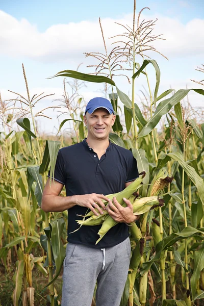 Сбор кукурузы на поле — стоковое фото
