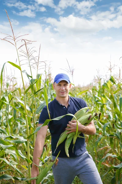 Сбор кукурузы на поле — стоковое фото