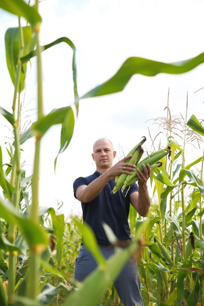 Recolección de maíz en el campo — Foto de Stock