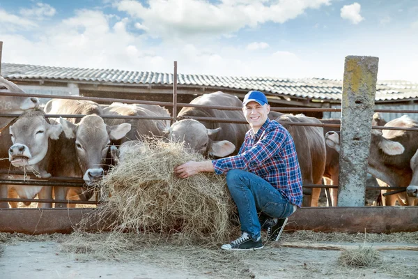 Farmer is working on farm with dairy cows — Stock Photo, Image