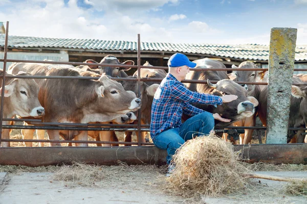 Agricultor está trabalhando na fazenda com vacas leiteiras — Fotografia de Stock