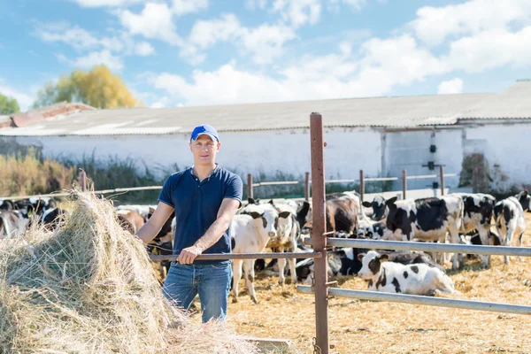 Agricultor está trabalhando na fazenda com vacas leiteiras — Fotografia de Stock