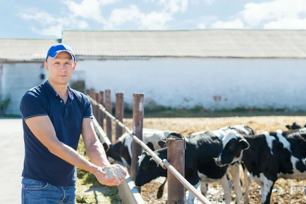 A gazda tejelő tehenekkel dolgozik a gazdaságban. — Stock Fotó