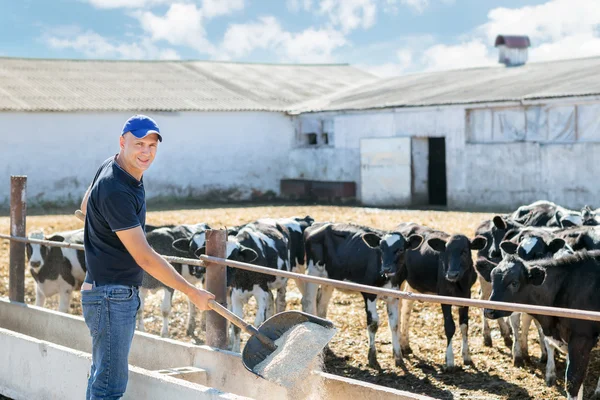 L'agricoltore lavora in azienda con vacche da latte — Foto Stock