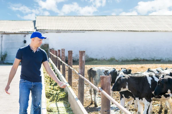 Agricultor está trabalhando na fazenda com vacas leiteiras — Fotografia de Stock