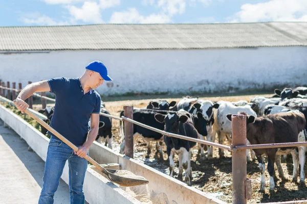 Agricultor está trabajando en granja con vacas lecheras — Foto de Stock