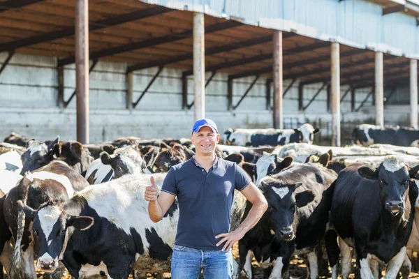 A gazda tejelő tehenekkel dolgozik a gazdaságban. — Stock Fotó