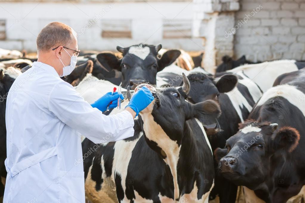 ветеринар в сельском хозяйстве. плановые ветеринарные мероприятия крс. ветеринария крупного рогатого скота. ветеринар сельскохозяйственных животных. главный ветеринарный врач крс.