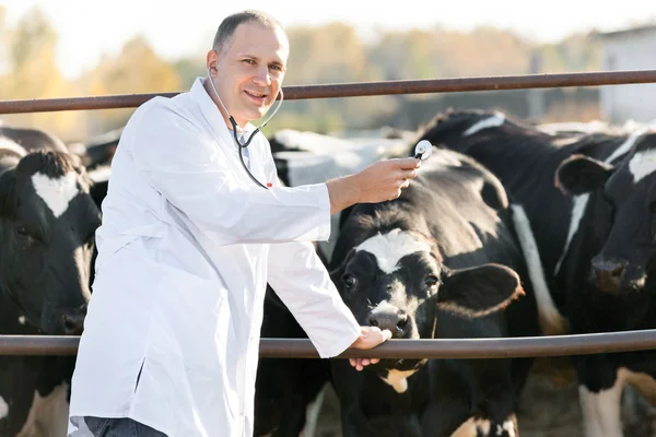 Veterinarian at  farm cattle — Stock Photo, Image