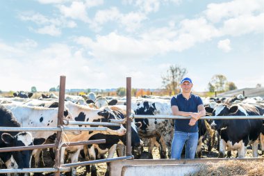 Çiftçi çiftlikte ineklerle çalışıyor.