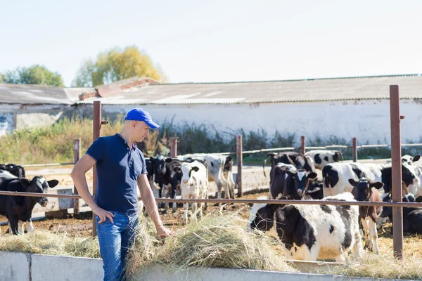 Фермер работает на ферме с молочными коровами — стоковое фото