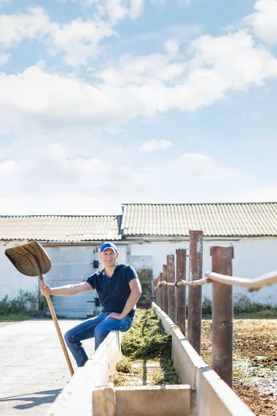 Agricultor está trabajando en granja con vacas lecheras —  Fotos de Stock