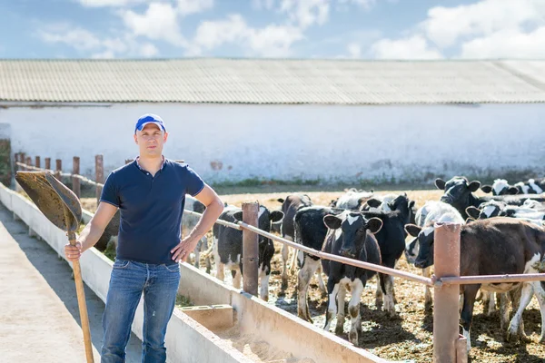 Agricultor está trabajando en granja con vacas lecheras —  Fotos de Stock