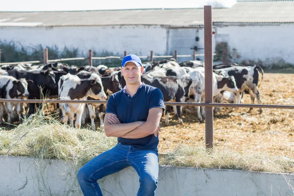 Agricultor está trabajando en granja con vacas lecheras — Foto de Stock