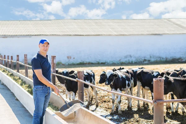 Agriculteur travaille à la ferme avec des vaches laitières — Photo