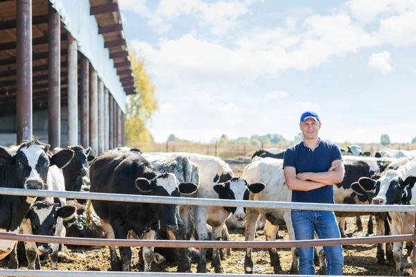 Agricultor está trabalhando na fazenda com vacas leiteiras — Fotografia de Stock