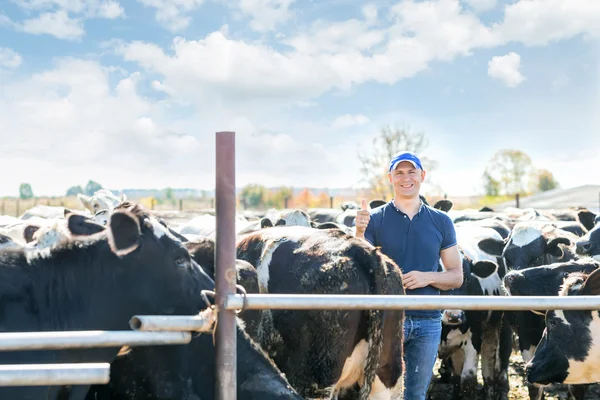 Agricultor está trabajando en granja con vacas lecheras —  Fotos de Stock