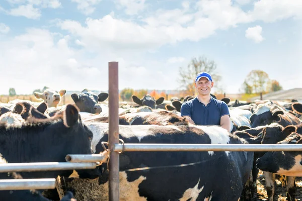 Rolnik pracuje w gospodarstwie z krowami mlecznymi — Zdjęcie stockowe