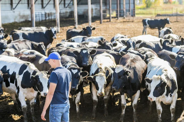 Agricultor está trabalhando na fazenda com vacas leiteiras — Fotografia de Stock
