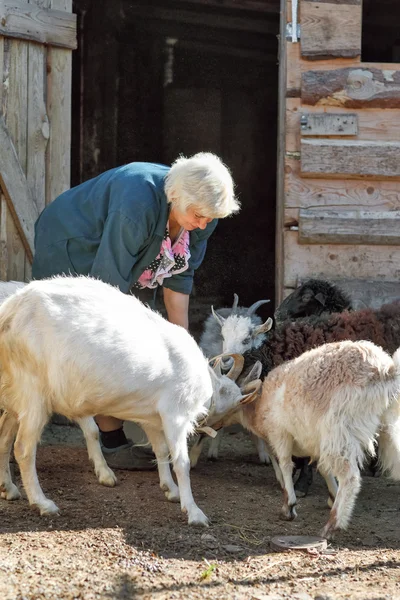 Mulher agricultora com cabras — Fotografia de Stock