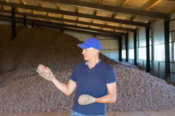 Agricultor mostrando papas frescas —  Fotos de Stock