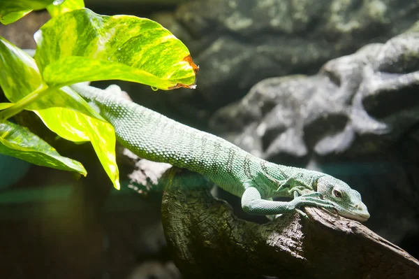 Szmaragdowe drzewo Monitor (Varanus prasinus) w parku gadów w Oslo — Zdjęcie stockowe