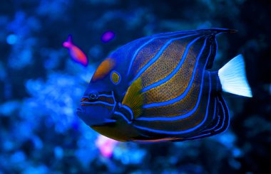 Mavi halka angelfish