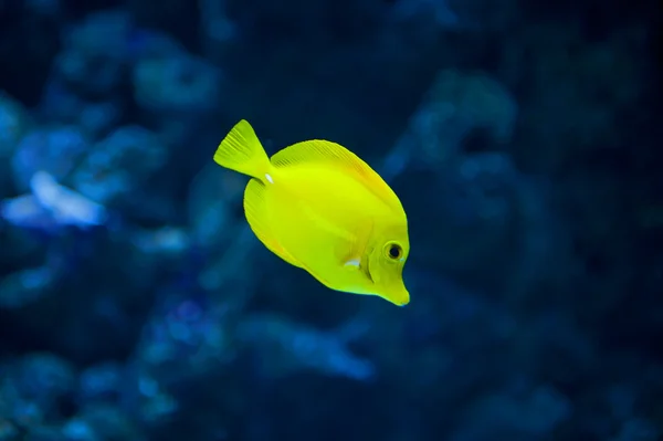 Peixe tang amarelo — Fotografia de Stock