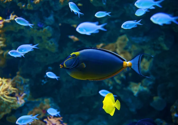 Naso Tang pescado — Foto de Stock