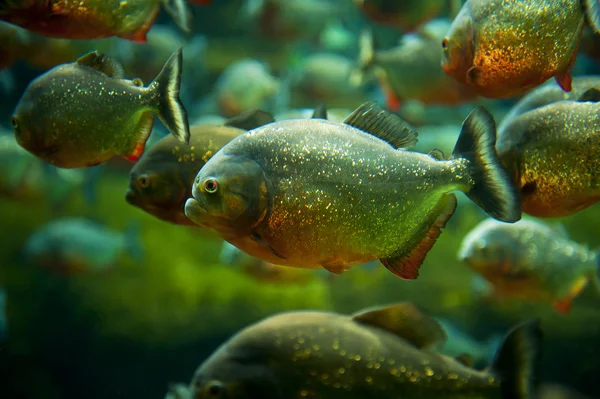 Piranha — Stock Photo, Image