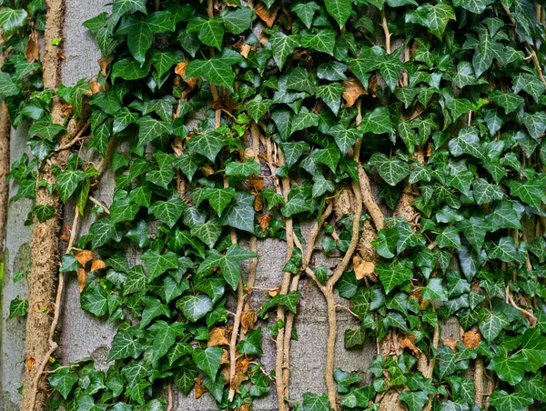 Ivy bakgrund — Stockfoto