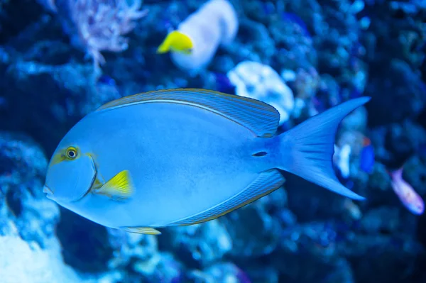 Pesce chirurgo pinna gialla — Foto Stock