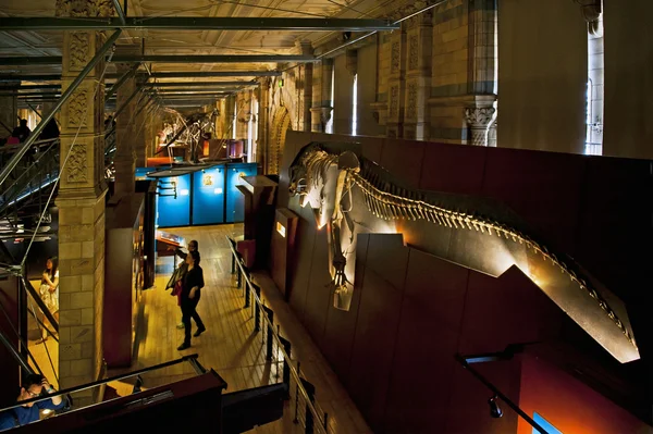 Museu de História Natural — Fotografia de Stock