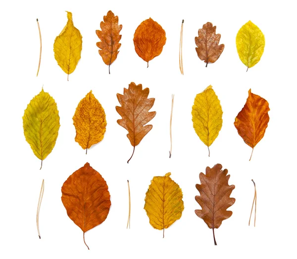 Autumn leaves on white — Stock Photo, Image