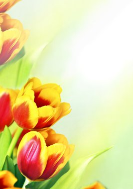 Bahar çiçektir Tulip.