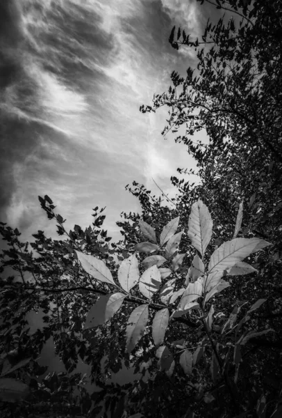 Hojas Otoño Los Árboles Blanco Negro — Foto de Stock