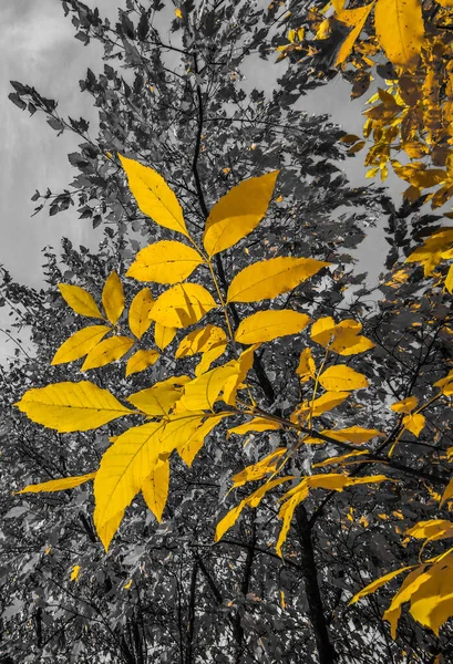 Feuilles Jaunes Sur Fond Gris Automne — Photo