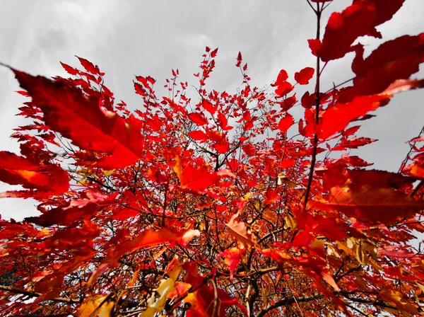 Podzimní Červený Klon Listy Šedém Pozadí — Stock fotografie