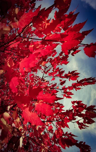 Röd Lönn Blad Mot Blå Himmel Hösten Oktober — Stockfoto