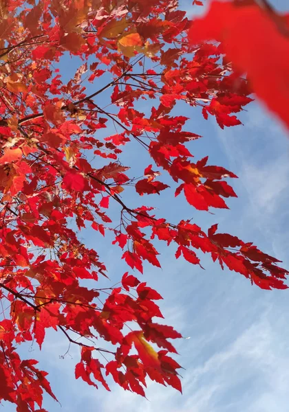 Röd Lönn Blad Mot Blå Himmel Hösten Oktober — Stockfoto