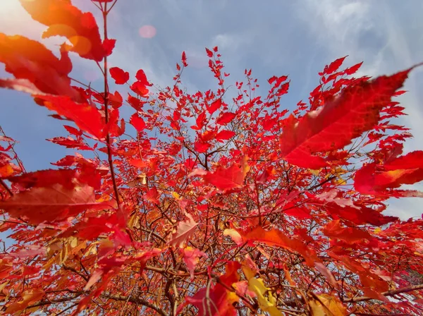 Červený Javor Listy Proti Modré Obloze Podzim Říjnu — Stock fotografie