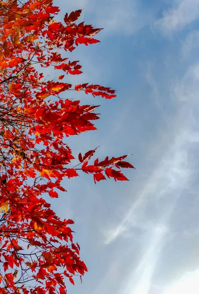 Červený Javor Listy Proti Modré Obloze Podzim Říjnu — Stock fotografie