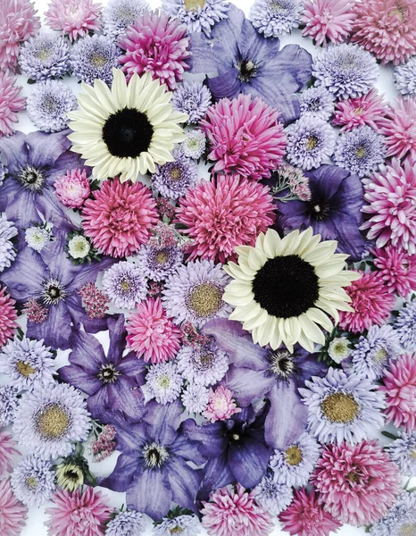 Vacker Samling Solrosor Aster Och Klematis Lila Rosa Blommor — Stockfoto