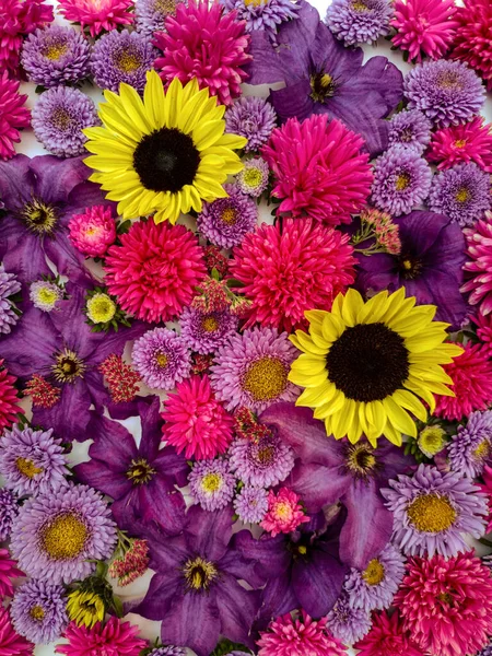 Hermosa Colección Flores Girasol Astros Clematis Lila Flores Color Rosa — Foto de Stock