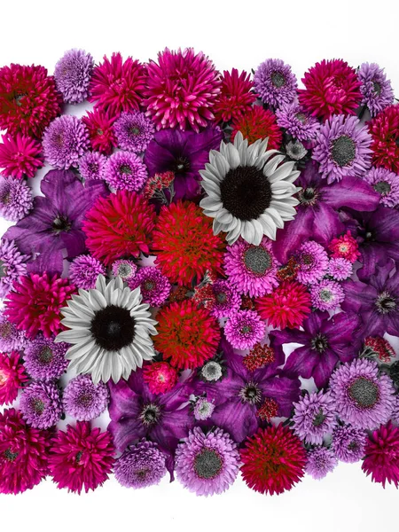 Красива Колекція Соняшникових Квітів Айстр Клематисів Бузкових Рожевих Квітів — стокове фото